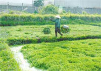 Bắt đầu phun thuốc kích thích trên rau thí nghiệm